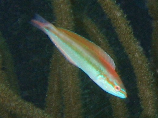 Rainbow Wrasse
